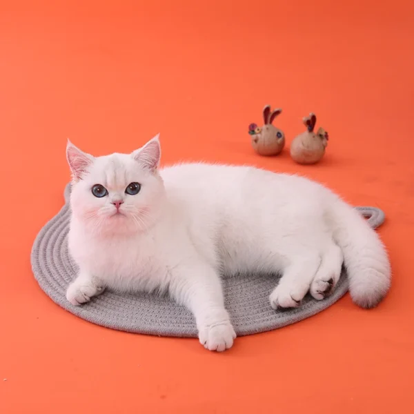 Cooling Cat & Dog Sleeping Mat – Summer Pet Mattress & Food Bowl Pad, Soft & Functional Bed