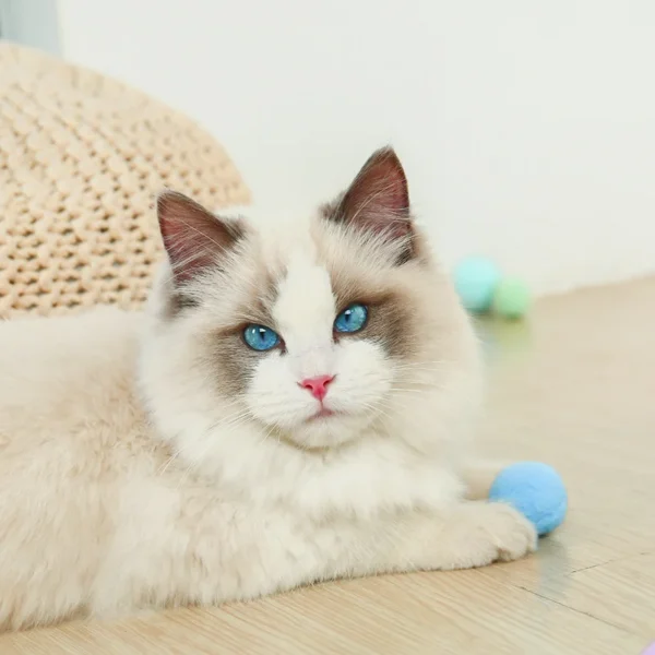 HOOPET Cat Teaser Ball Toy – Bite-Resistant, Quiet Self-Play Stick for Kittens & Cats
